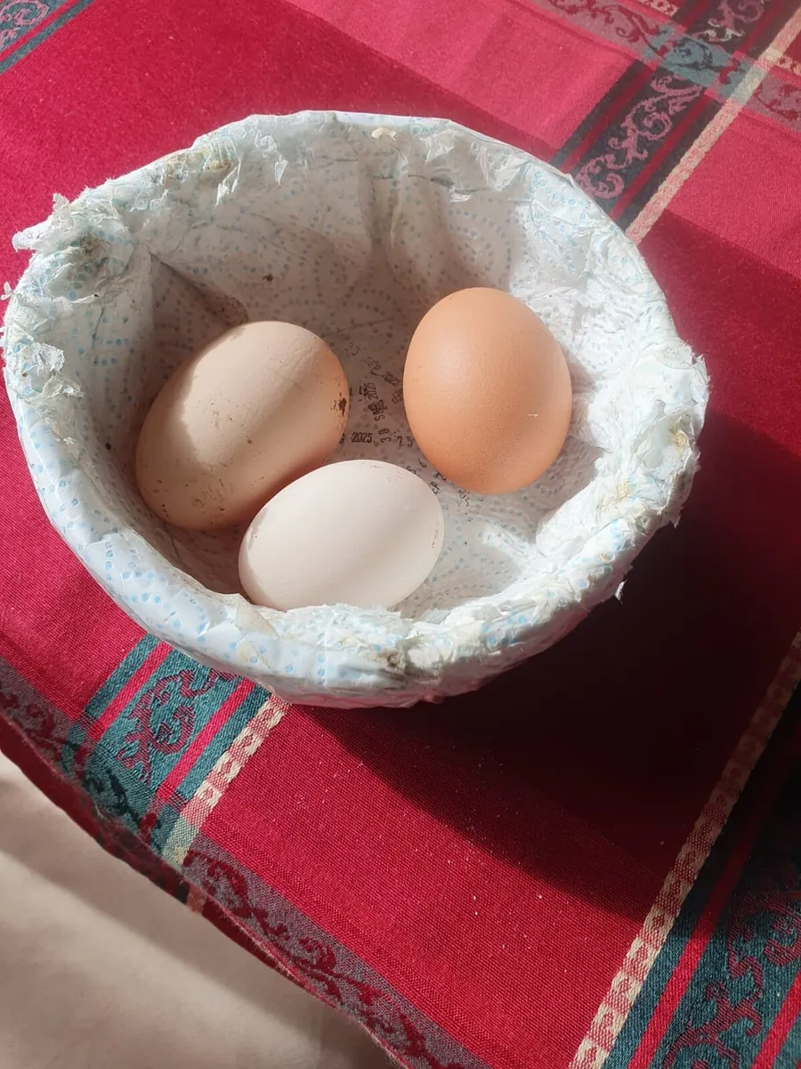 Hatching eggs and pre order chicks - Image 4