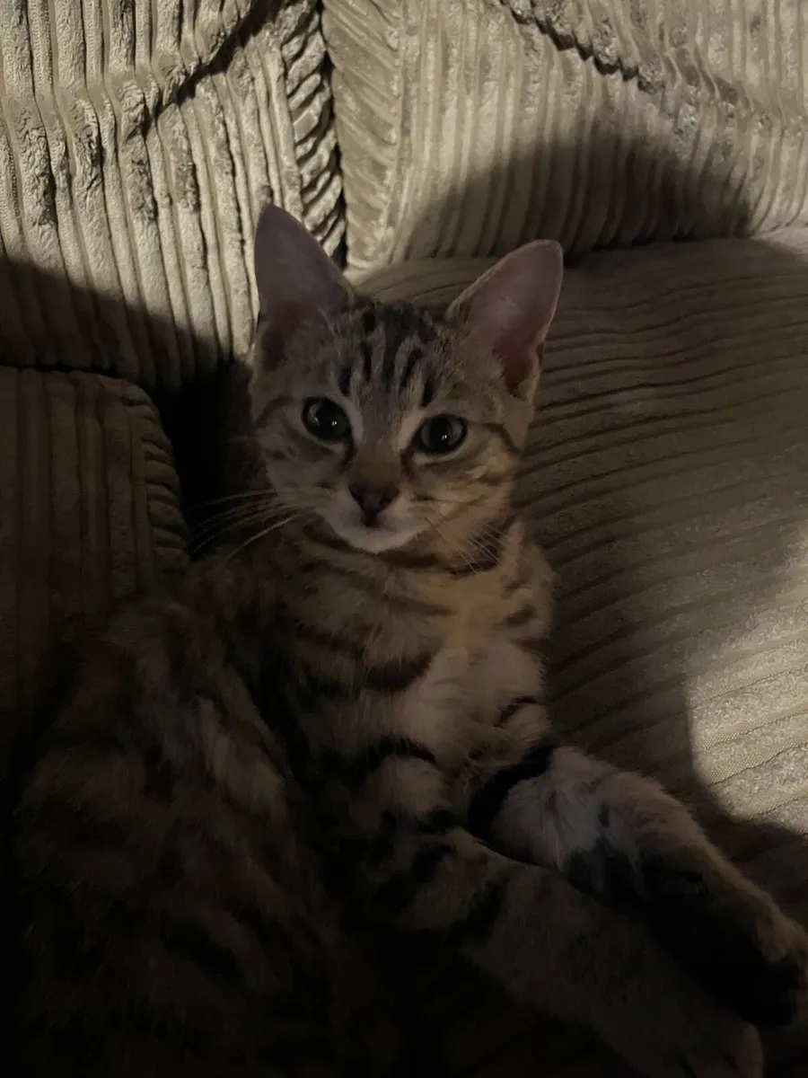 Cat - Image 4