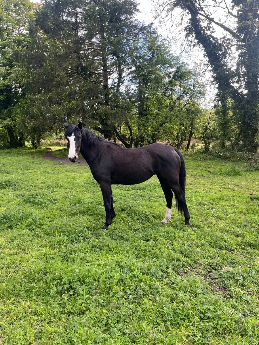 Sports filly - Image 1