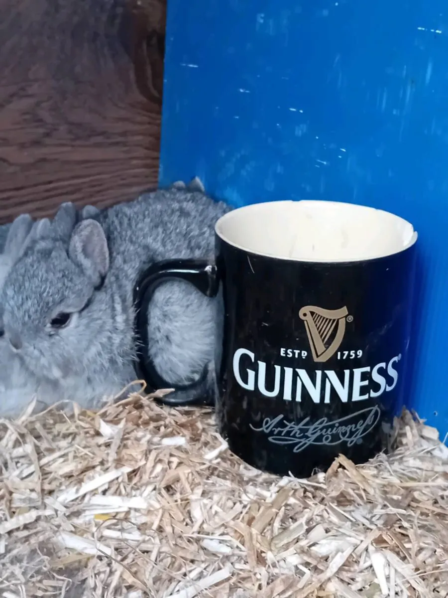 Netherland Dwarf Rabbits - Image 2
