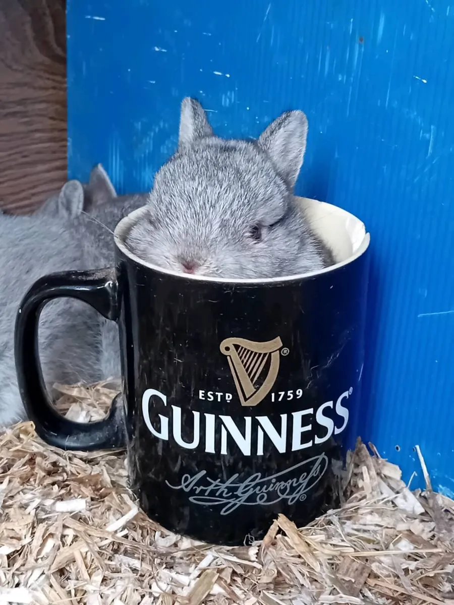 Netherland Dwarf Rabbits - Image 1