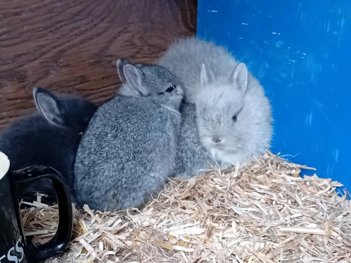Netherland Dwarf Rabbits - Image 3
