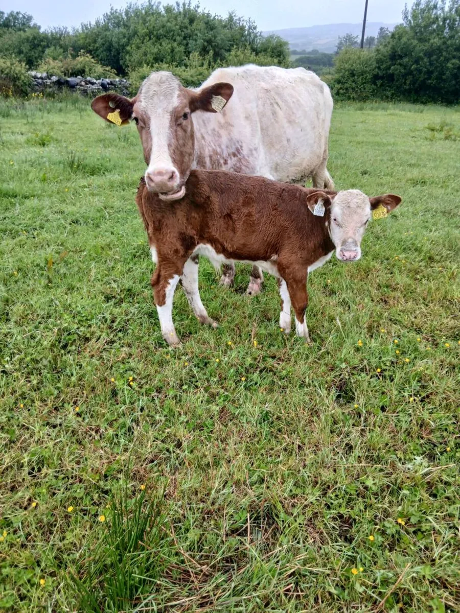 Suckler cow - Image 1