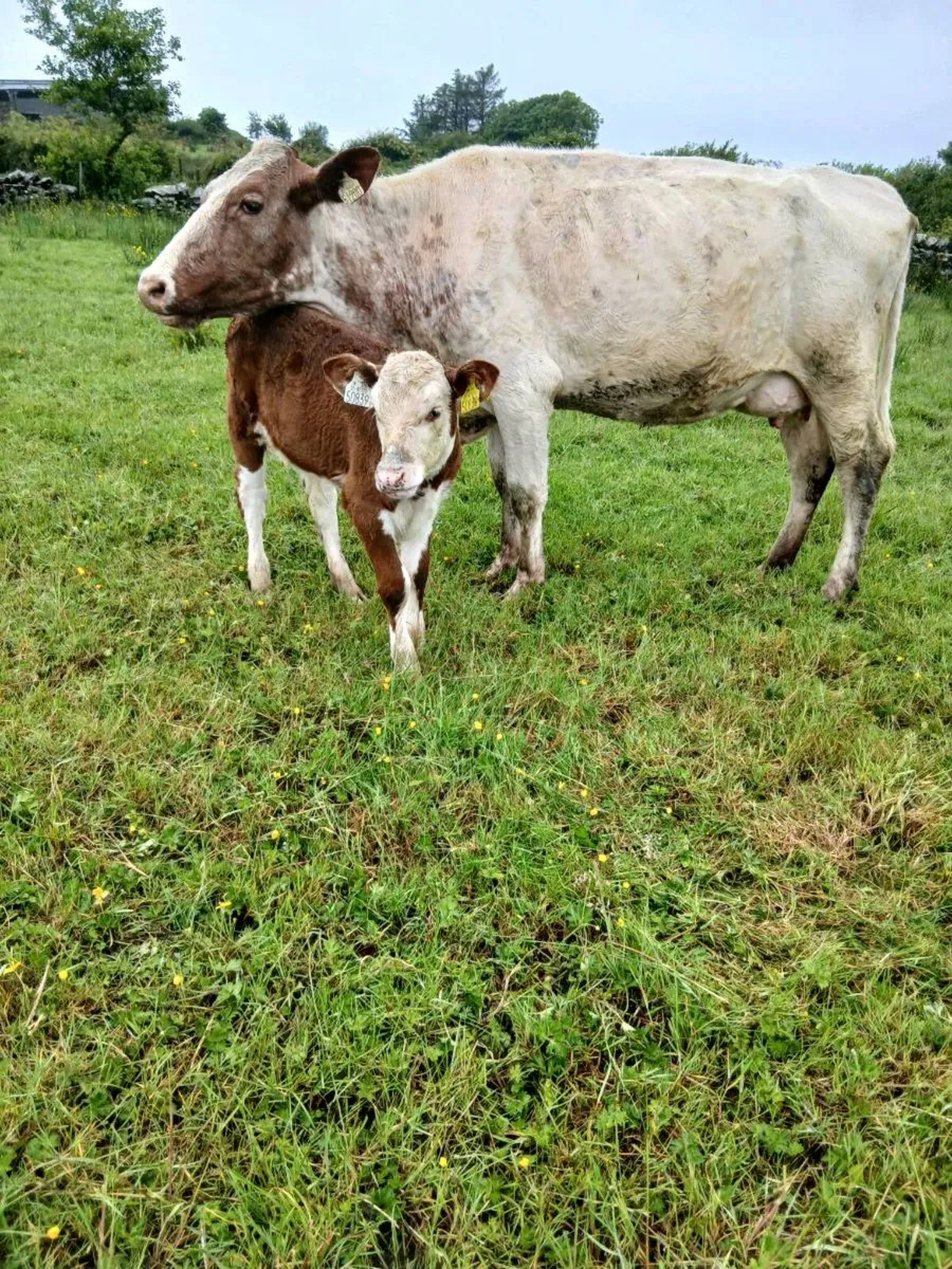 Suckler cow - Image 2