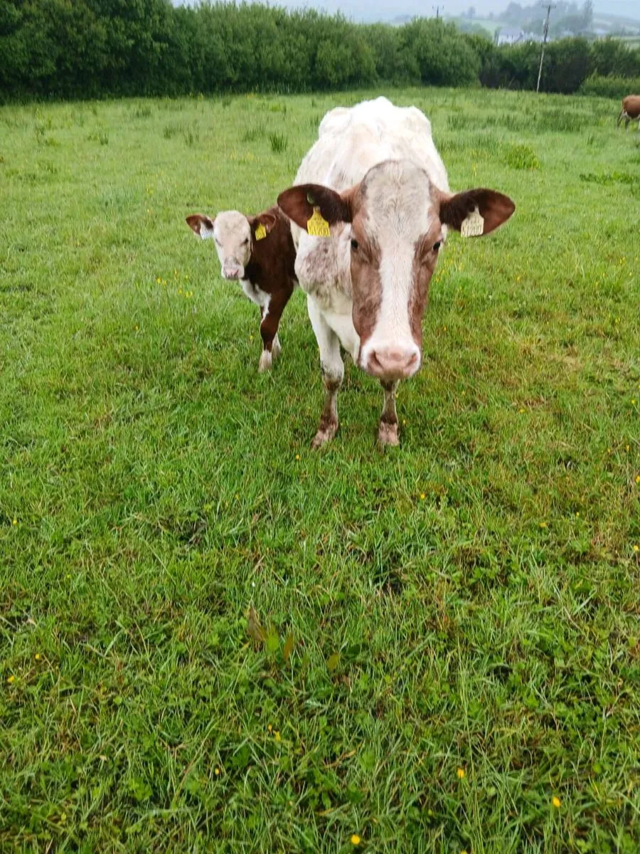 Suckler cow - Image 3