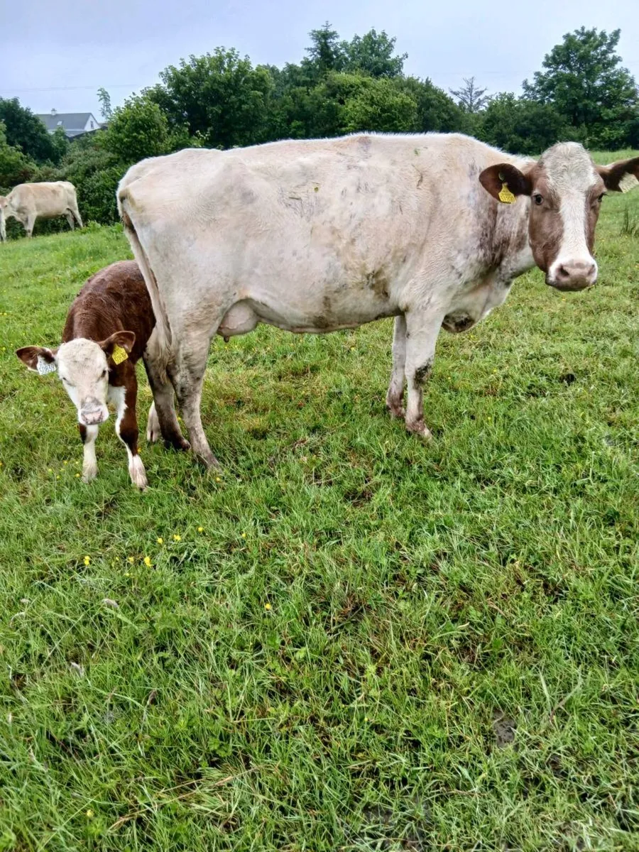 Suckler cow - Image 4