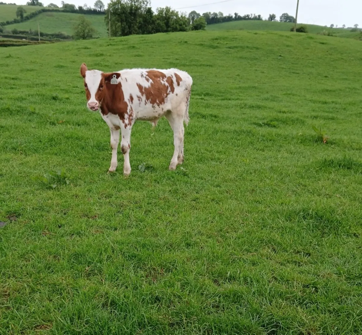 PBR Red and White Friesian Bull Calves - Image 2