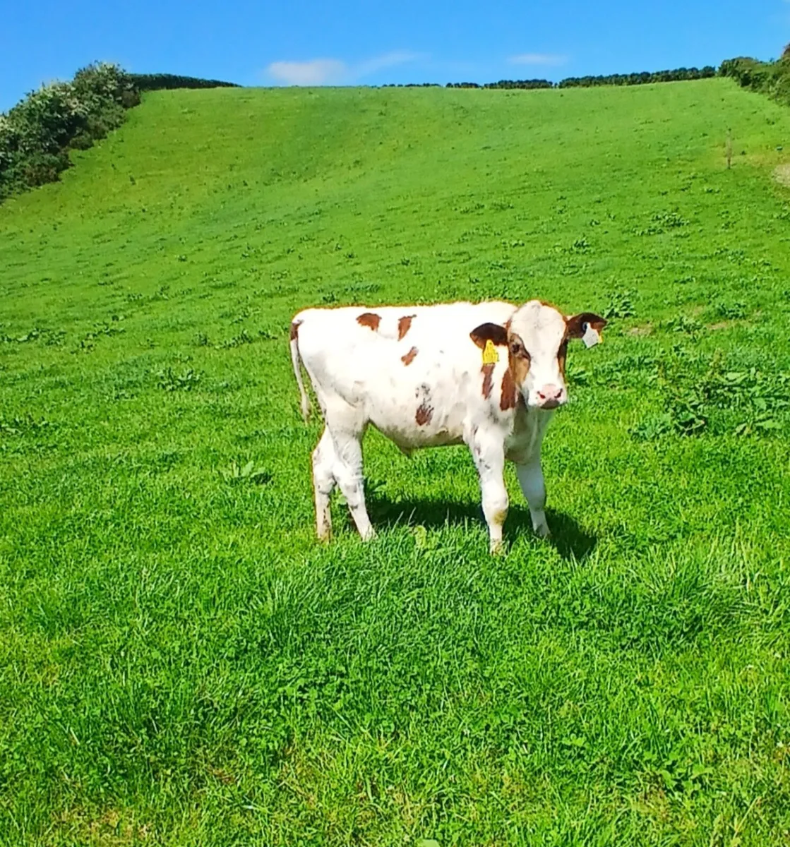 PBR Red and White Friesian Bull Calves - Image 1