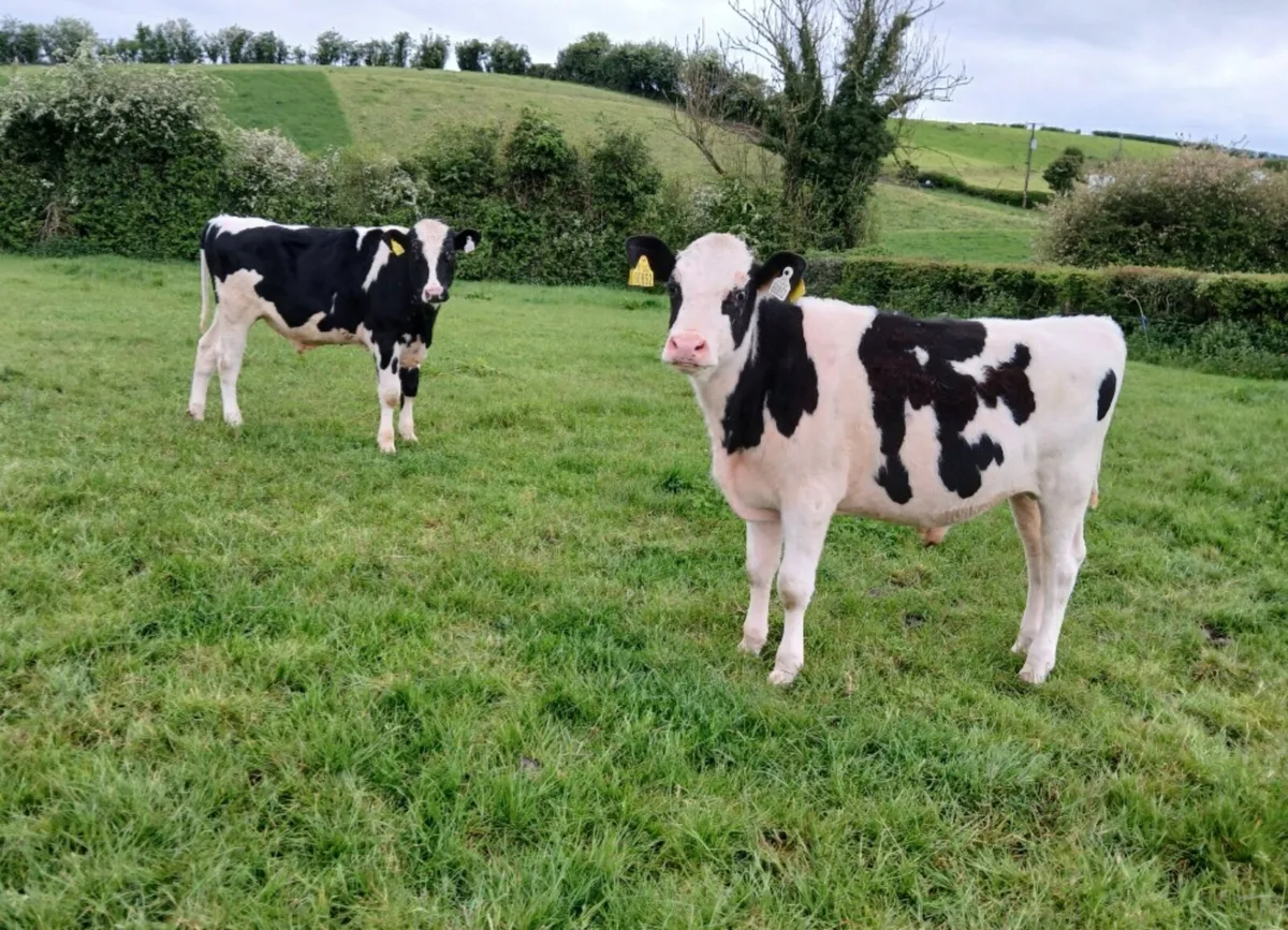 PBR Red and White Friesian Bull Calves - Image 3