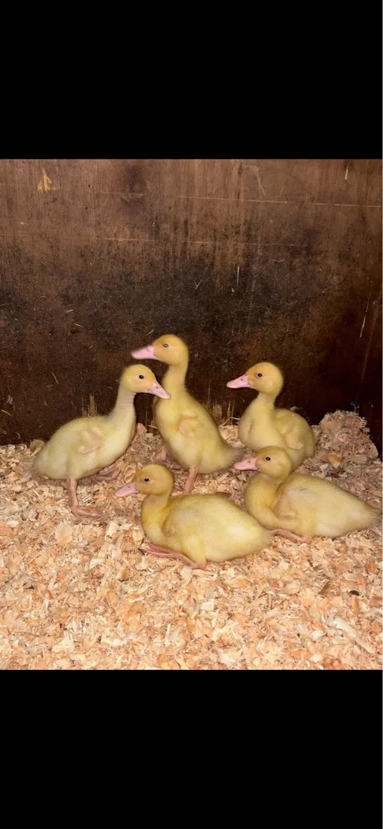 Aylesbury Ducklings for sale - Image 2