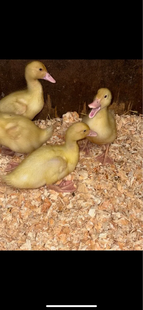 Aylesbury Ducklings for sale - Image 3