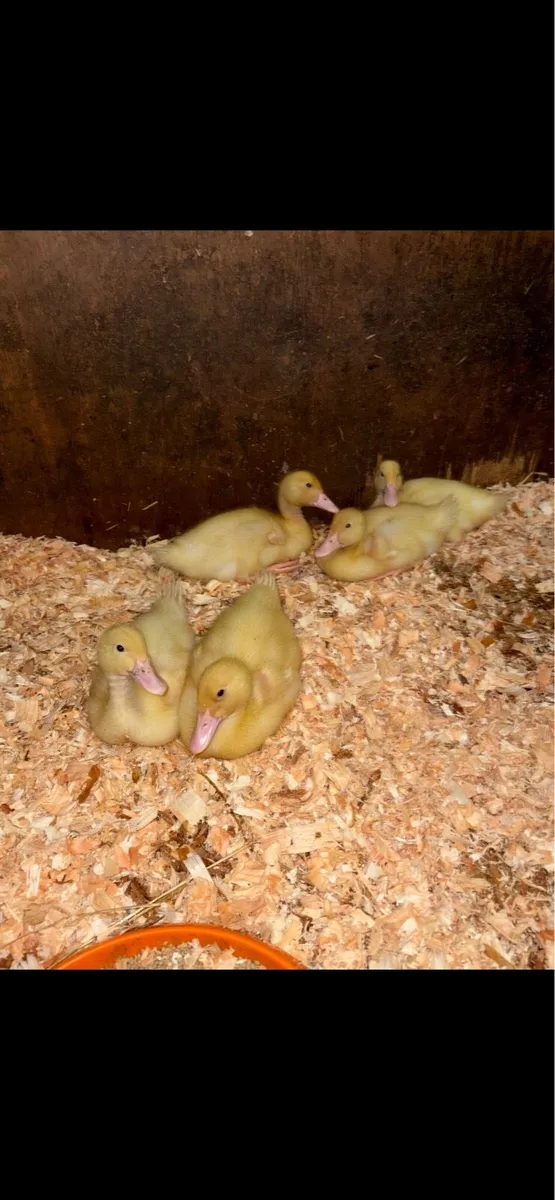Aylesbury Ducklings for sale - Image 4