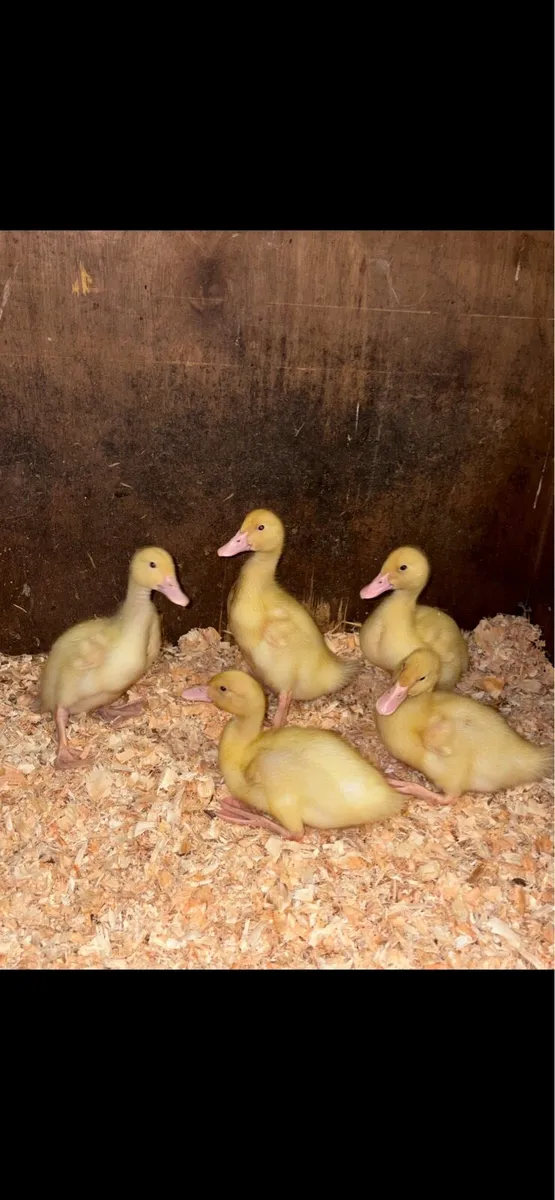 Aylesbury Ducklings for sale - Image 1