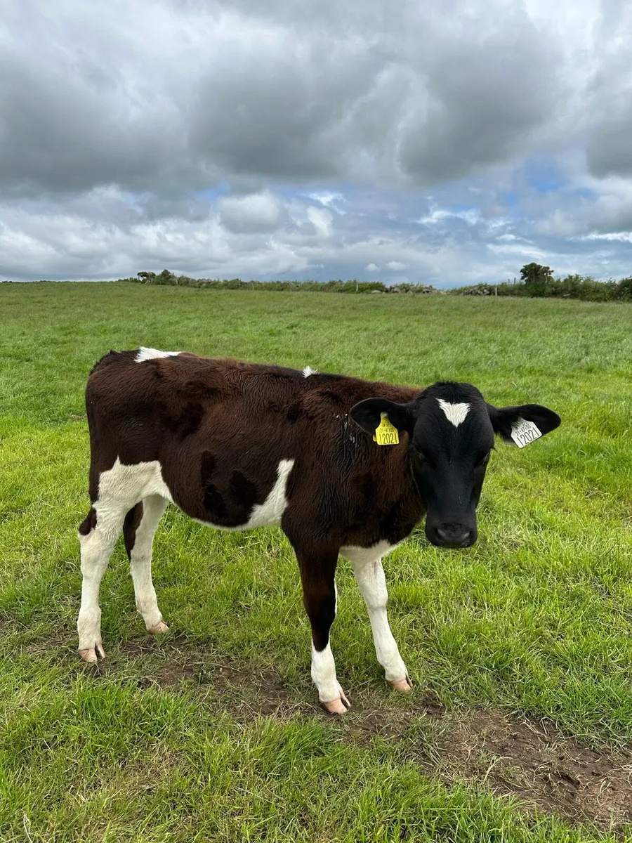 Friesian Bulls - Image 3