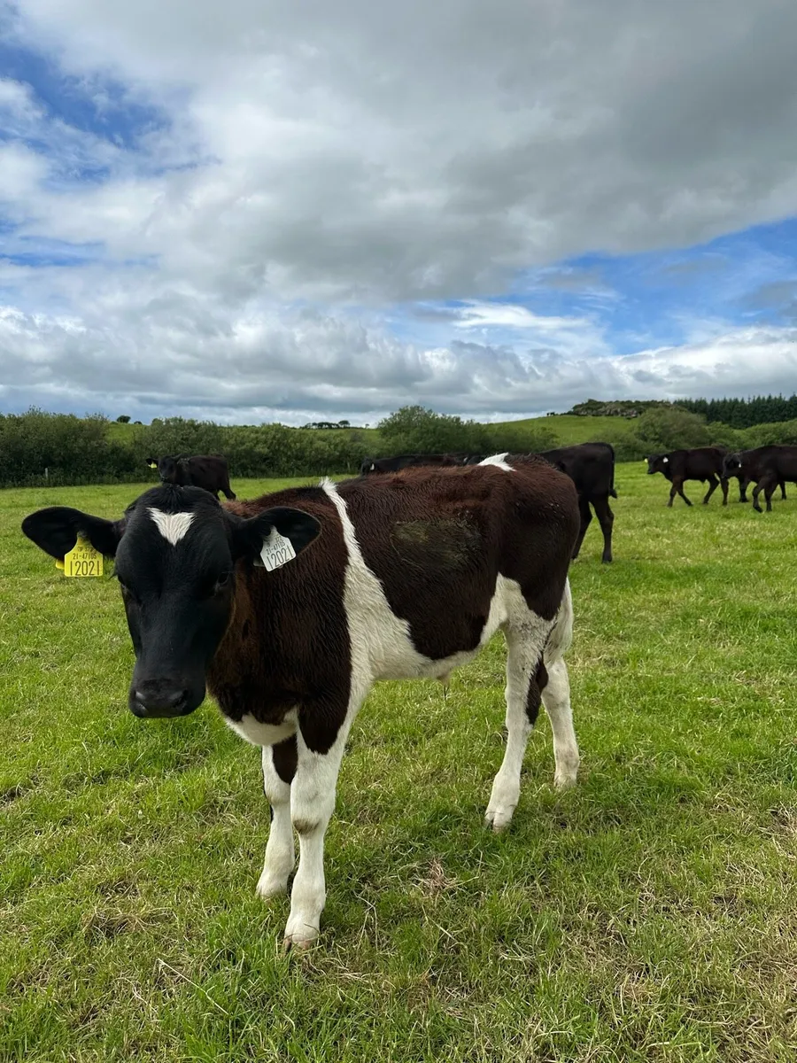 Friesian Bulls - Image 4