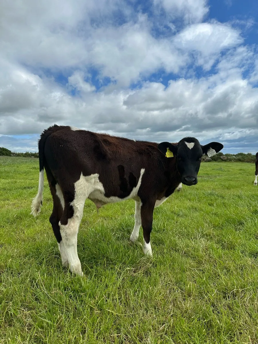 Friesian Bulls - Image 1