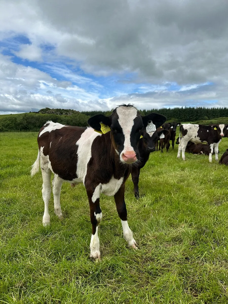 Friesian Bulls - Image 2