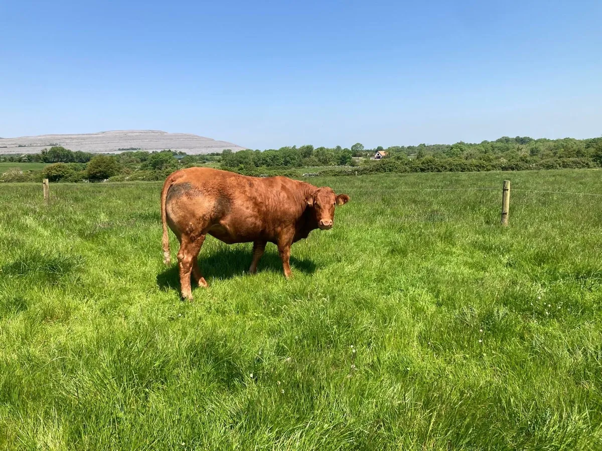 Gort Mart: 15 in calf Heifers : 11th June - Image 1