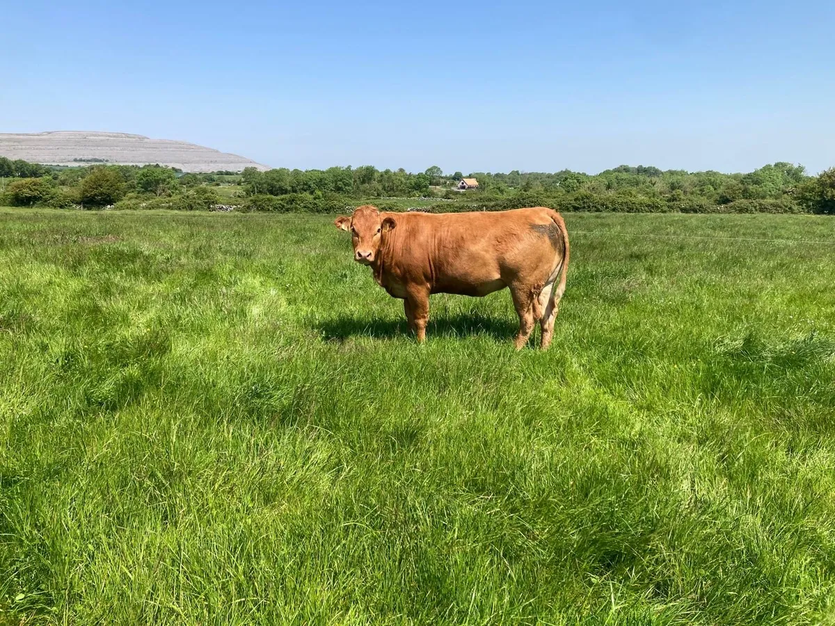Gort Mart: 15 in calf Heifers : 11th June - Image 2