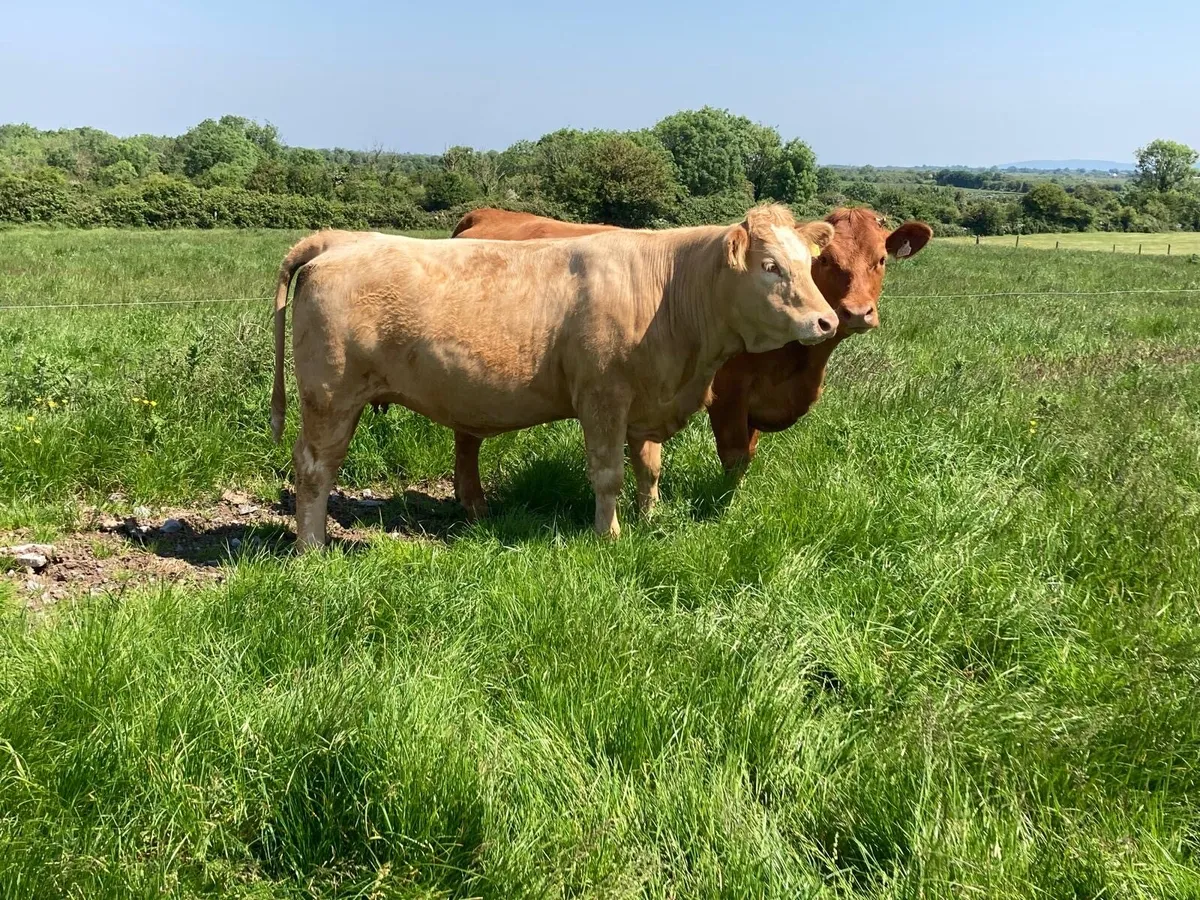 Gort Mart: 15 in calf Heifers : 11th June - Image 3