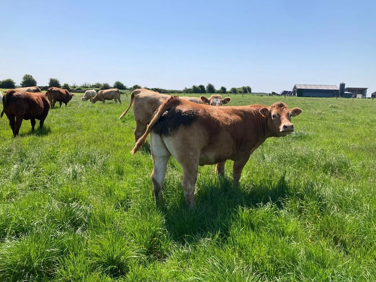 Gort Mart: 15 in calf Heifers : 11th June - Image 4