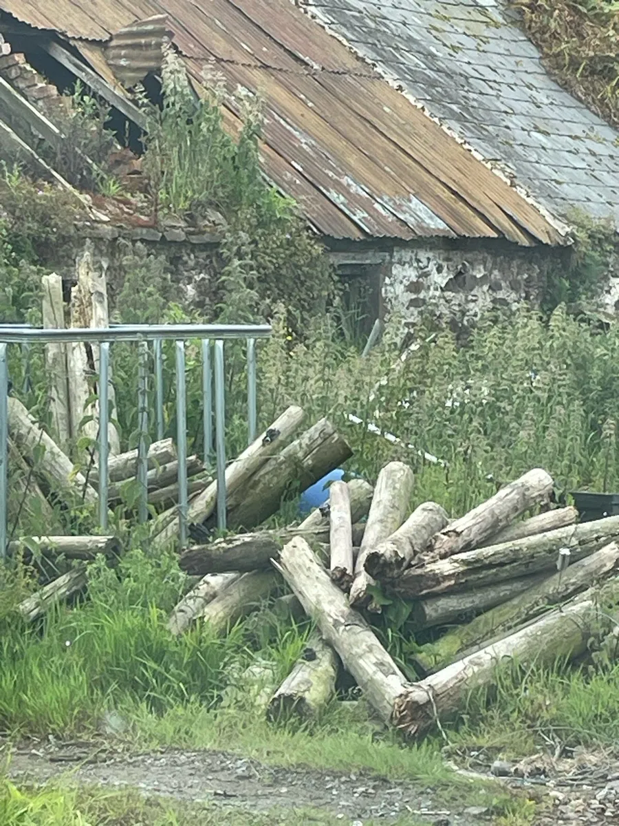 Free pallet and old posts for firewood - Image 2