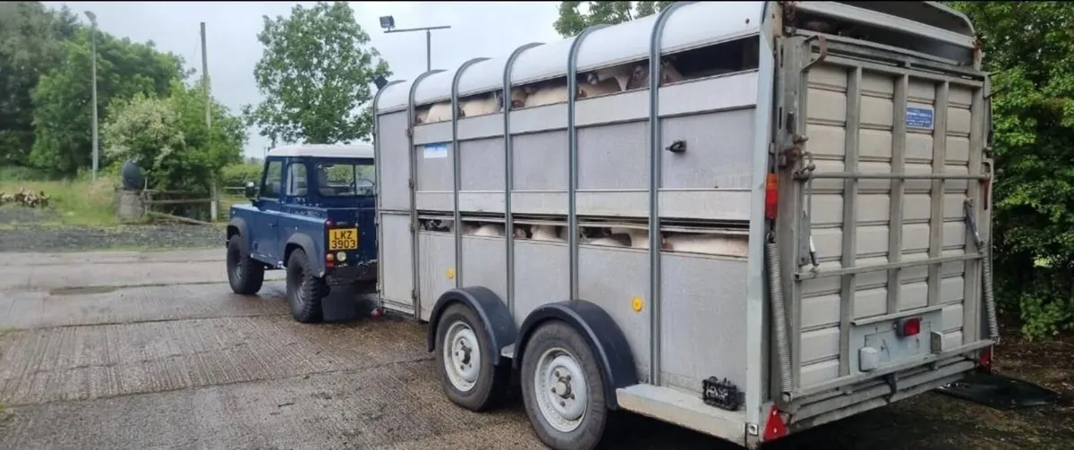 We sell Sheep Equipment, Ewe, Lamb & Ram - Image 1