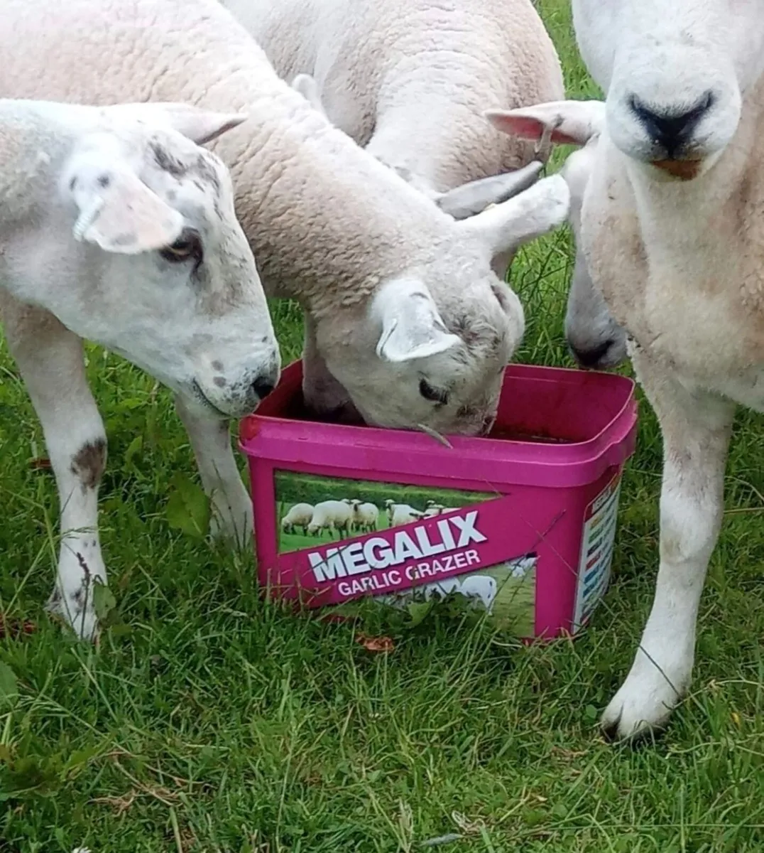 We Sell Sheep Equipment - Image 4