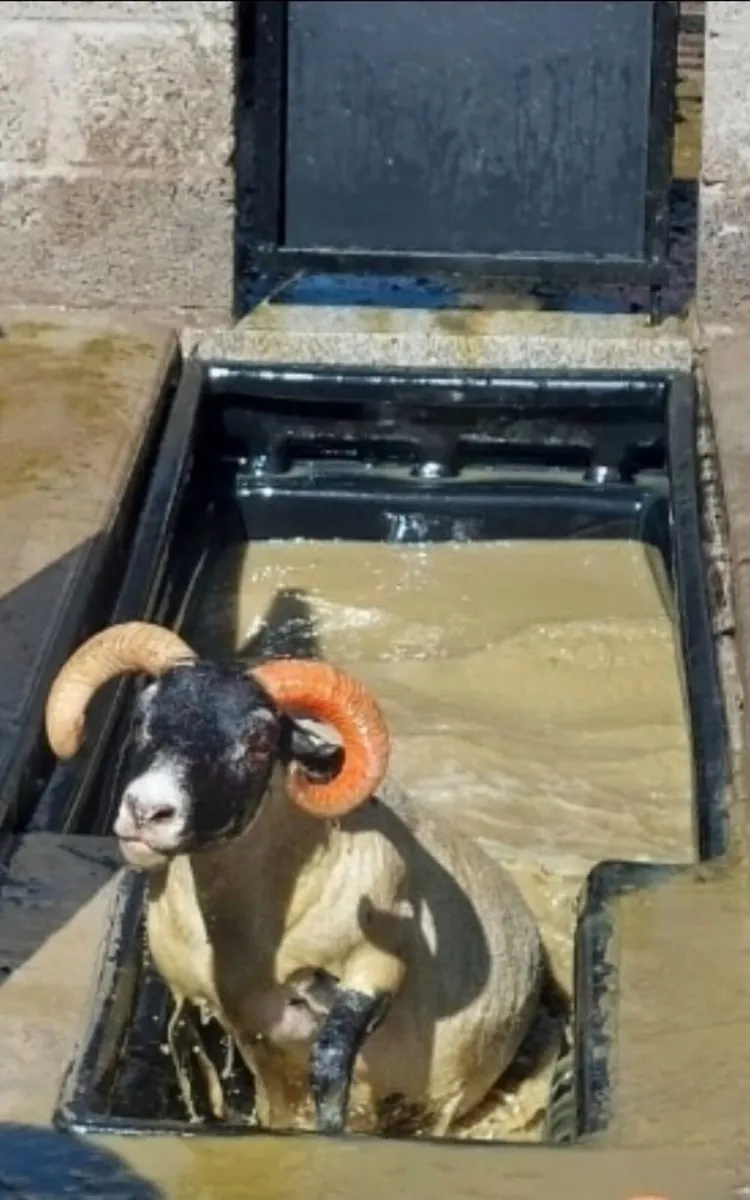 We Sell Sheep Equipment - Image 1