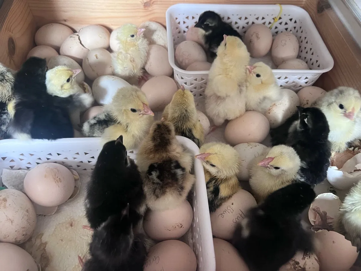 Chicks - Image 1