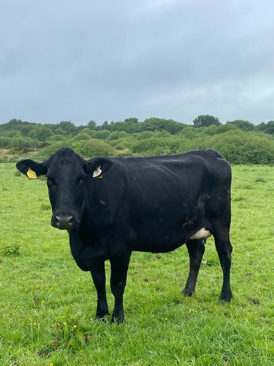 Cows with Calves at foot - Image 1