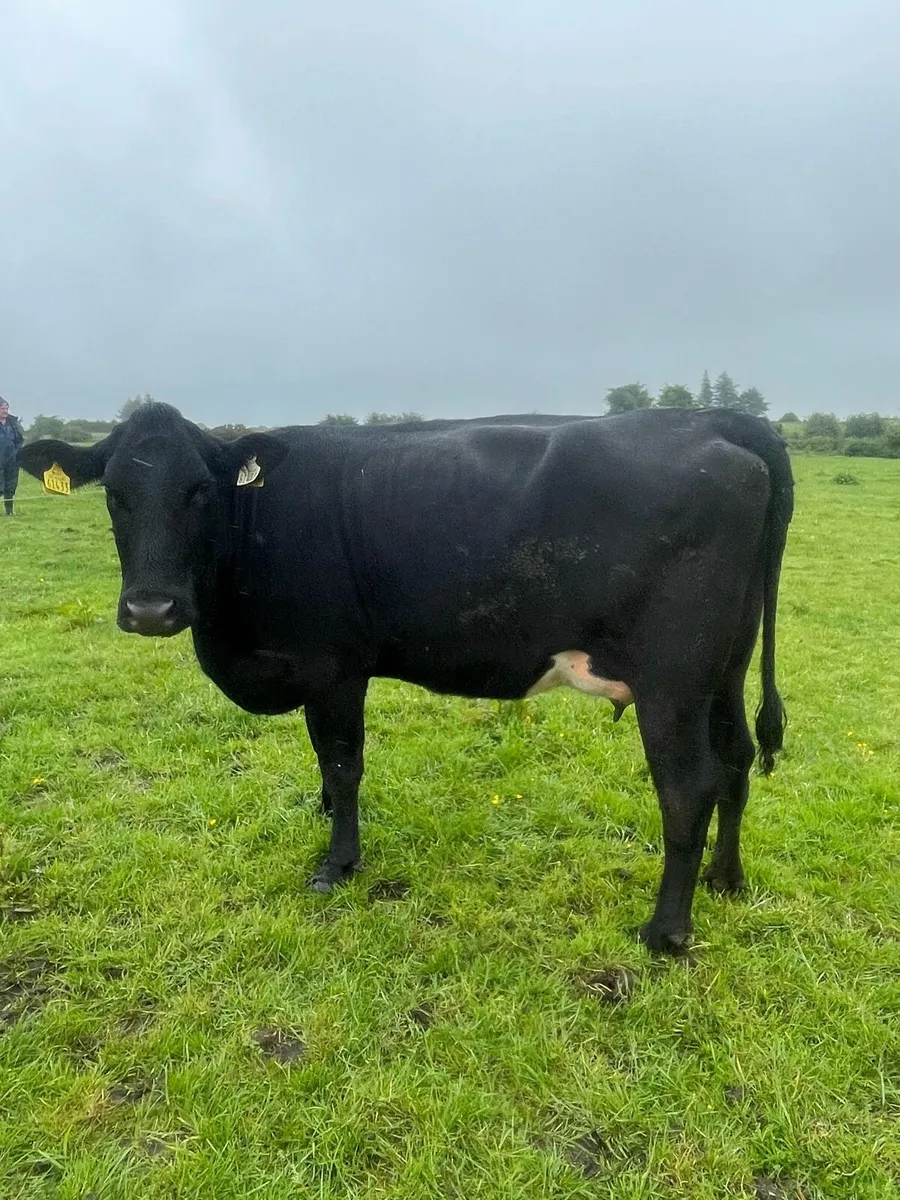 Cows with Calves at foot - Image 2