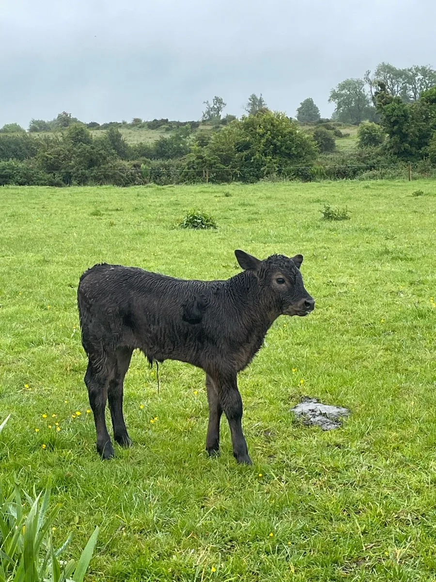 Cows with Calves at foot - Image 3