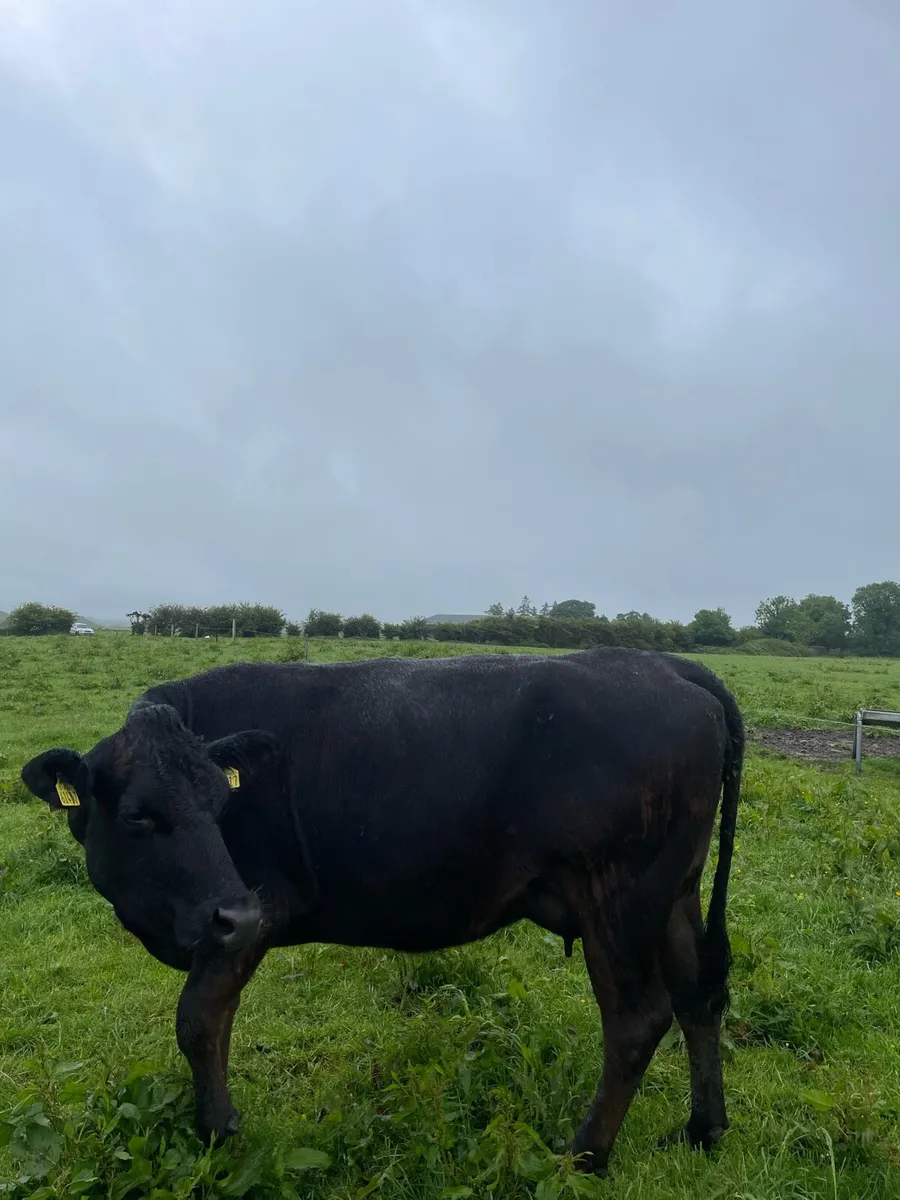 Cows with Calves at foot - Image 4