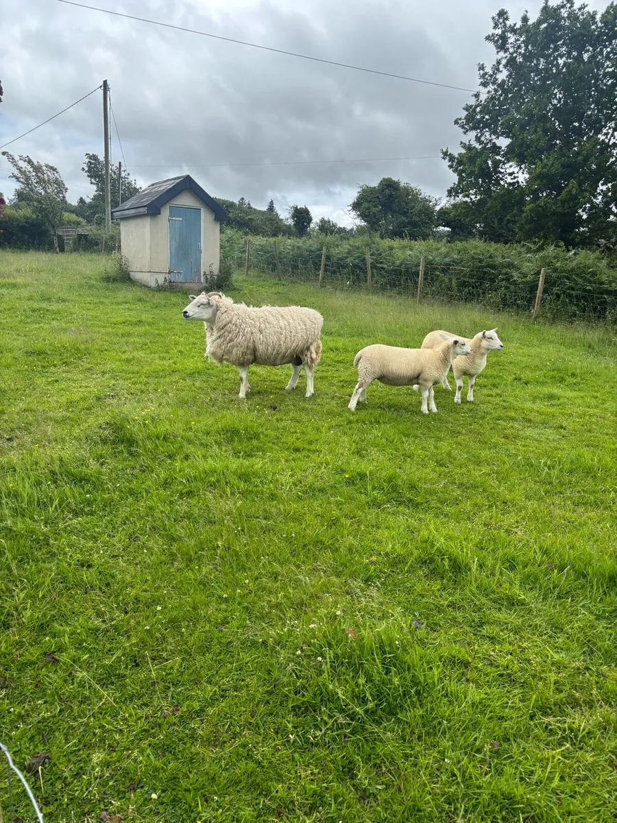 Sheep - Image 1