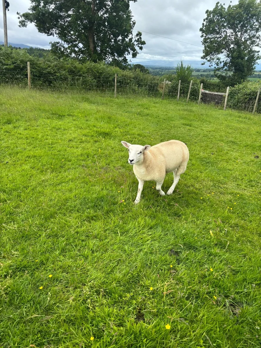 Sheep - Image 3