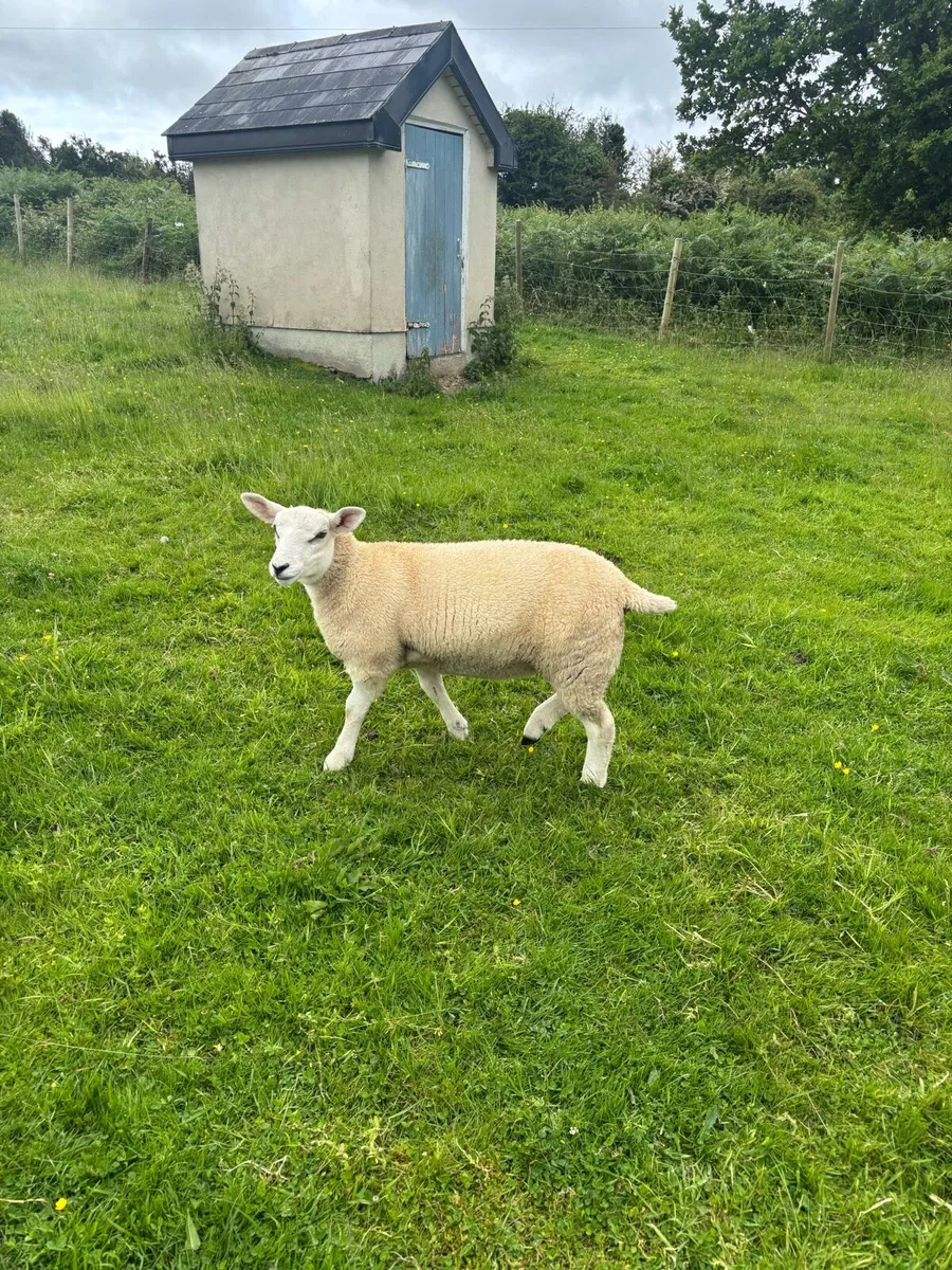 Sheep - Image 2