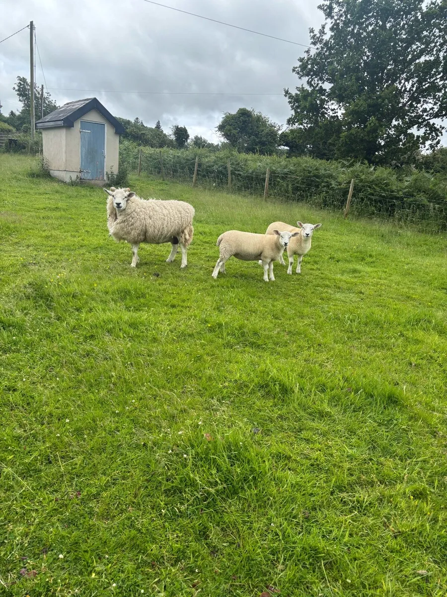 Sheep - Image 4