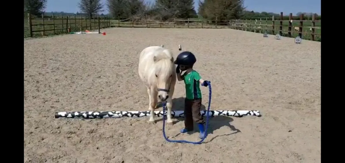 Dream pony - Image 2