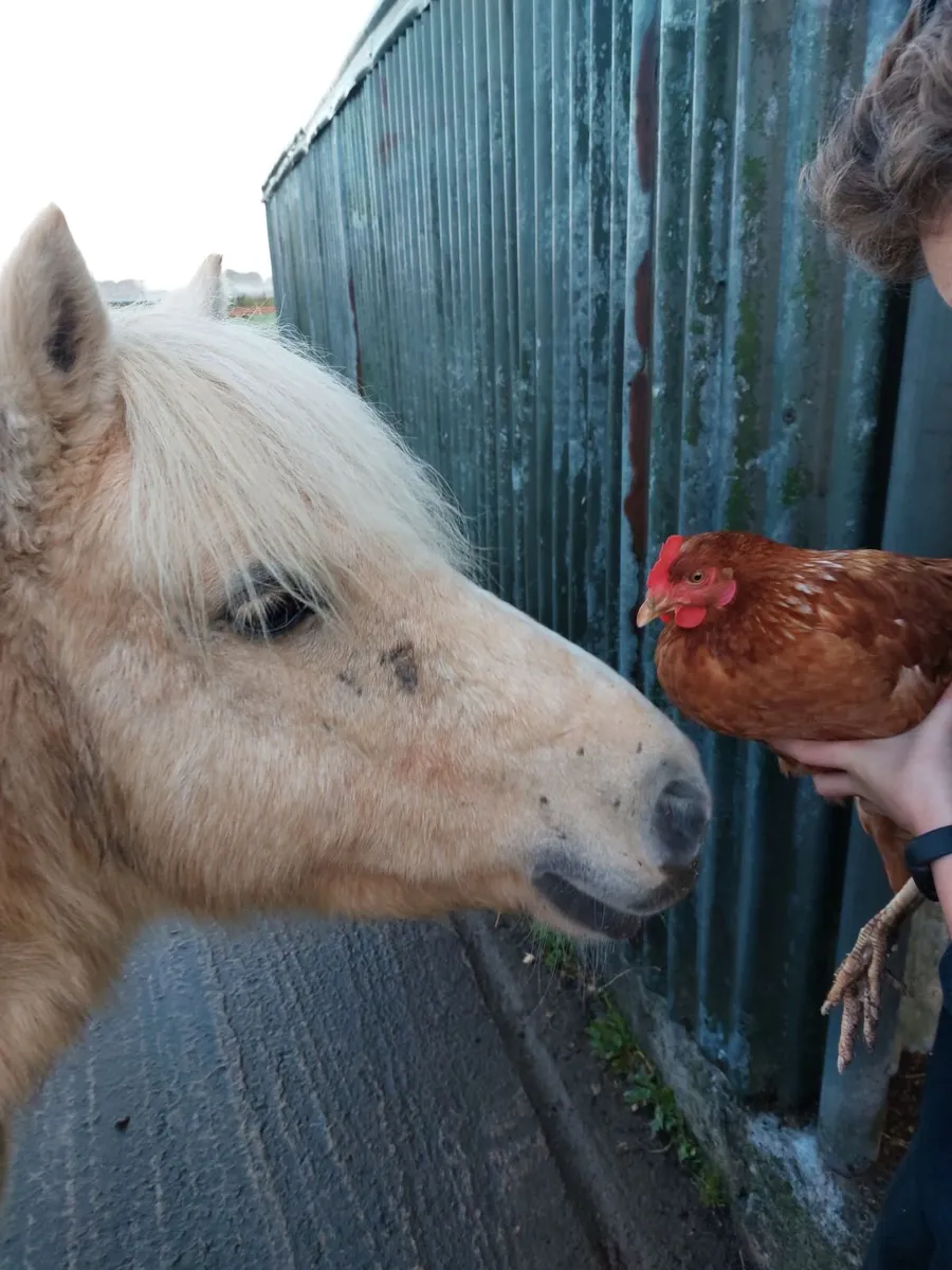 Dream pony - Image 4
