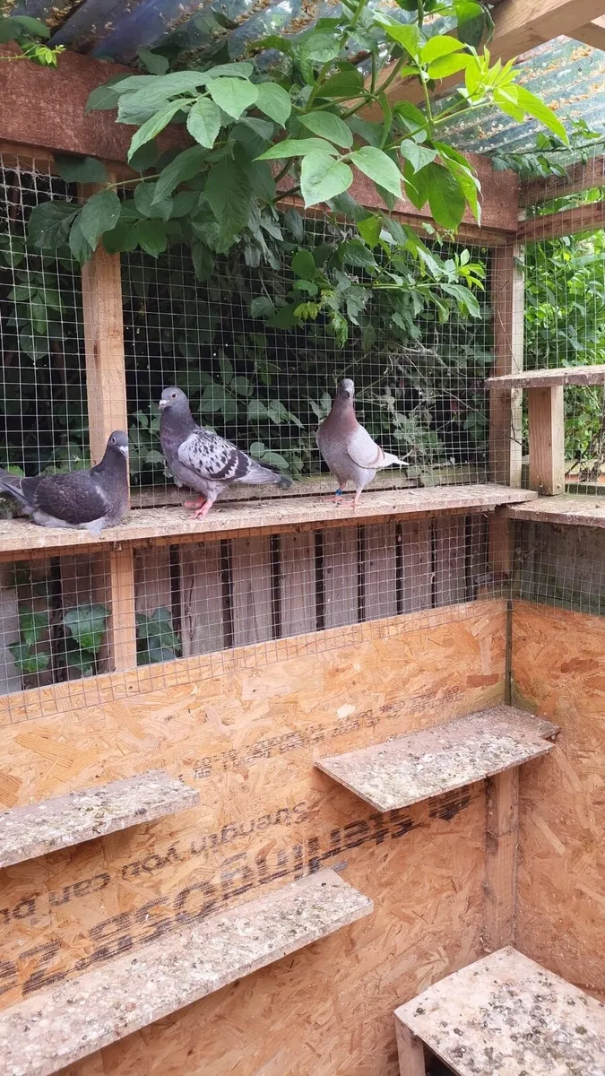 Pigeon - Image 2