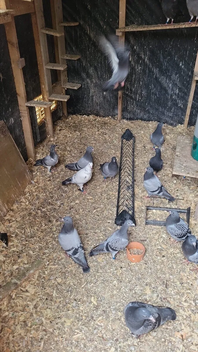 Pigeon - Image 3