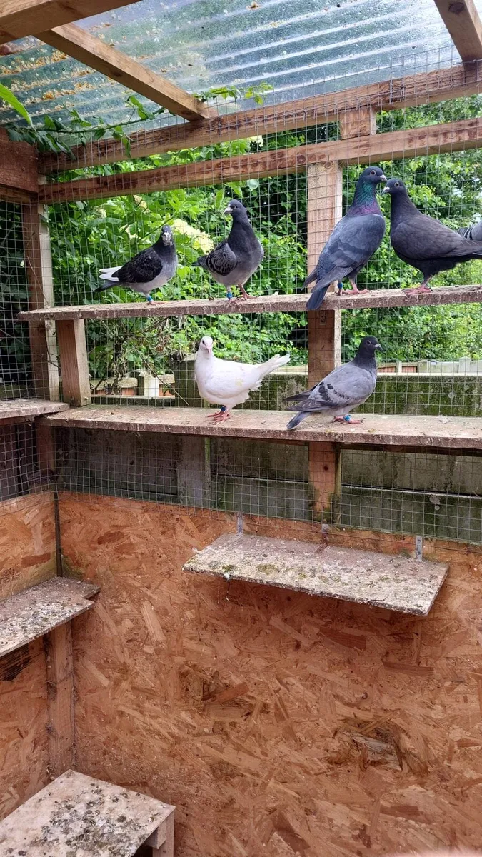 Pigeon - Image 1