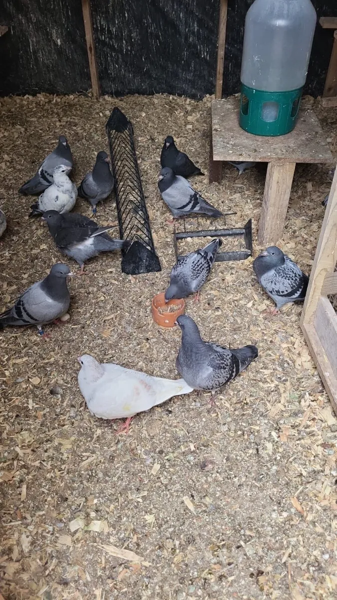 Pigeon - Image 4