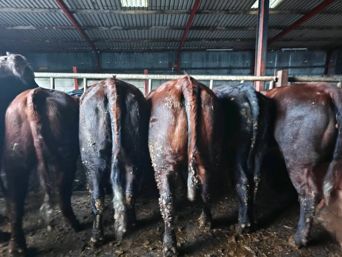 Organic weanlings - Image 2
