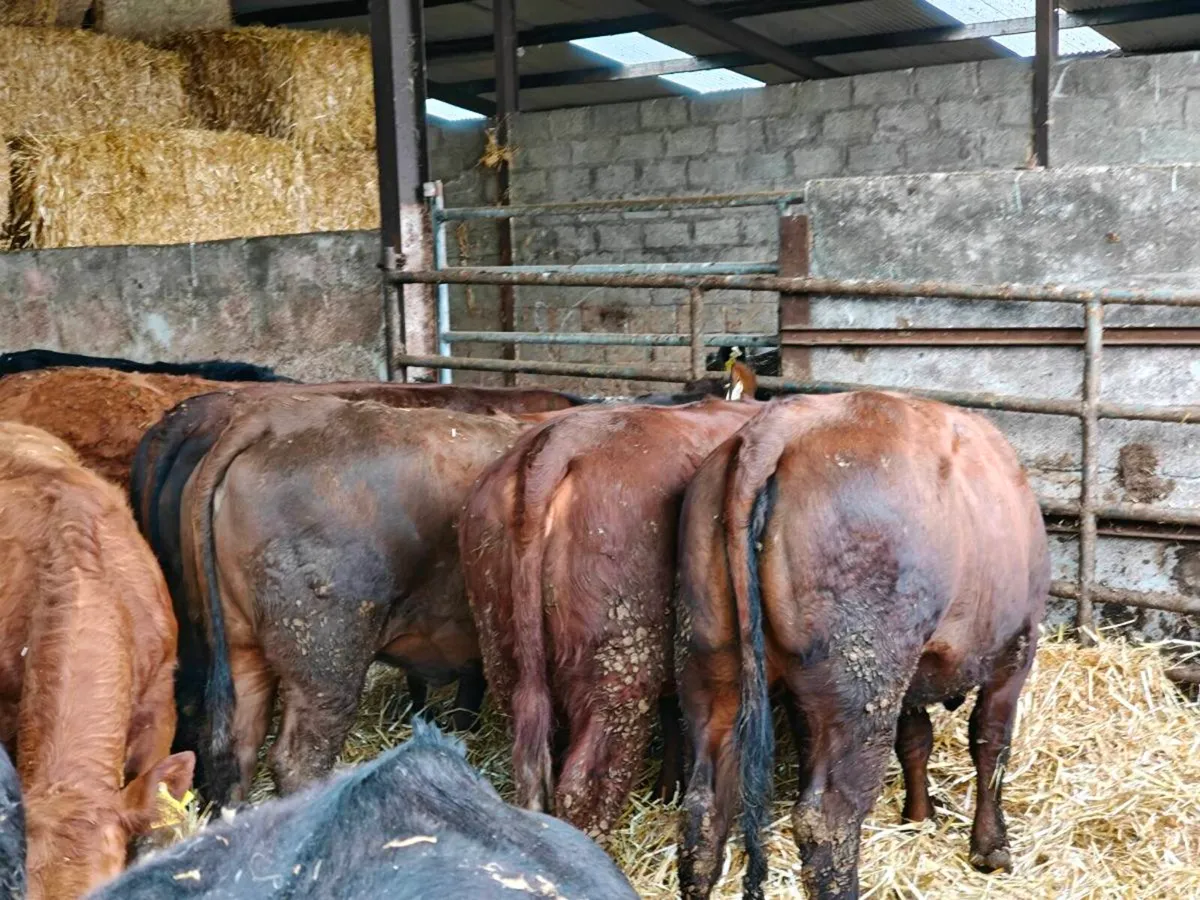 Organic weanlings - Image 4