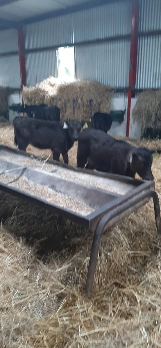 AA heifir calves for grass - Image 1