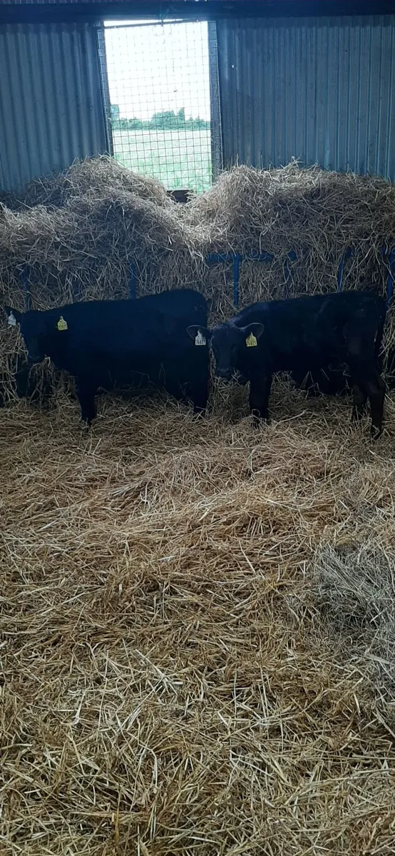 AA heifir calves for grass - Image 2
