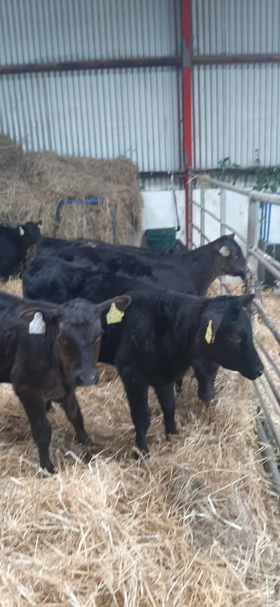 AA heifir calves for grass - Image 3