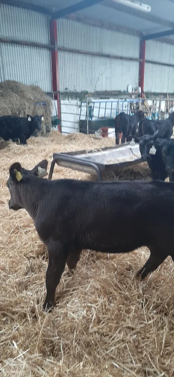 AA heifir calves for grass - Image 4